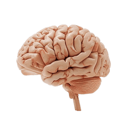Neurology