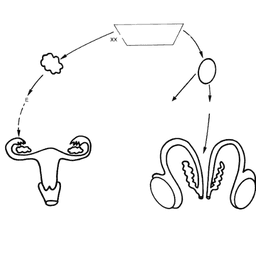 Ambiguous Genitalia Surgery