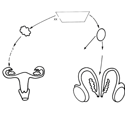 Ambiguous Genitalia Surgery