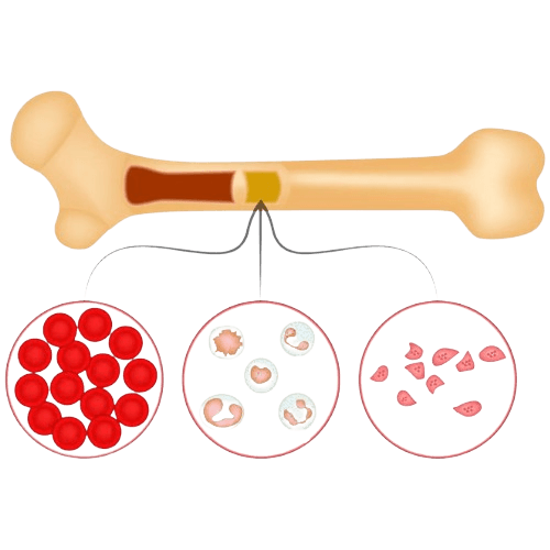 Bone Marrow Transplant