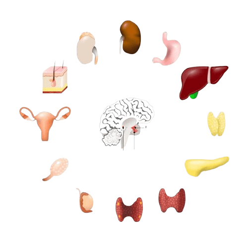 طب الغدد الصماء