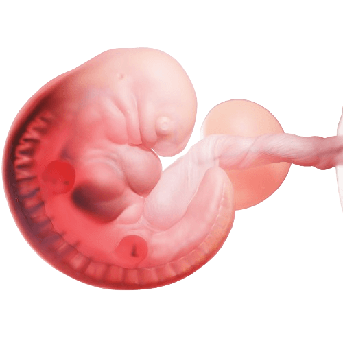 Frozen Embryo Transfer (FET)
