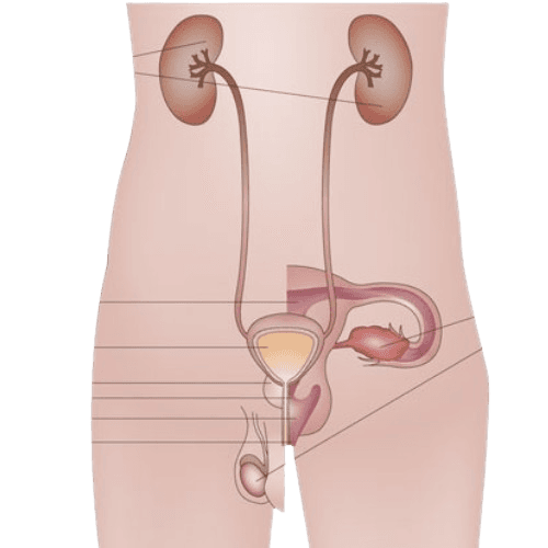 Genitourinary Cancer