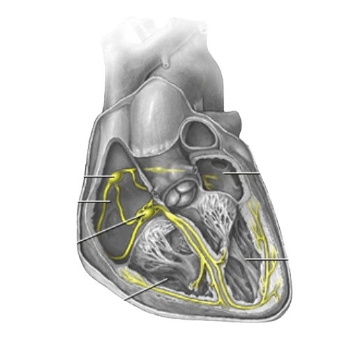 Intracardiac Electrophysiology Study (EPS)