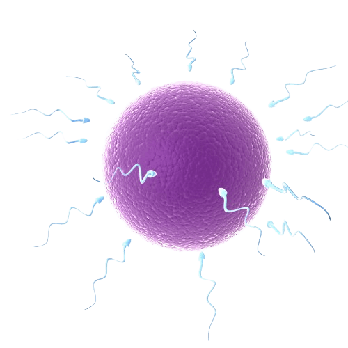 Intracytoplasmic Sperm Injection (ICSI)