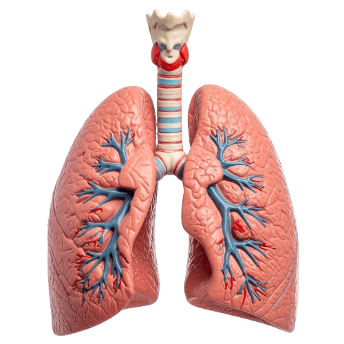 LEGKIKH TRANSPLANTATSIIA