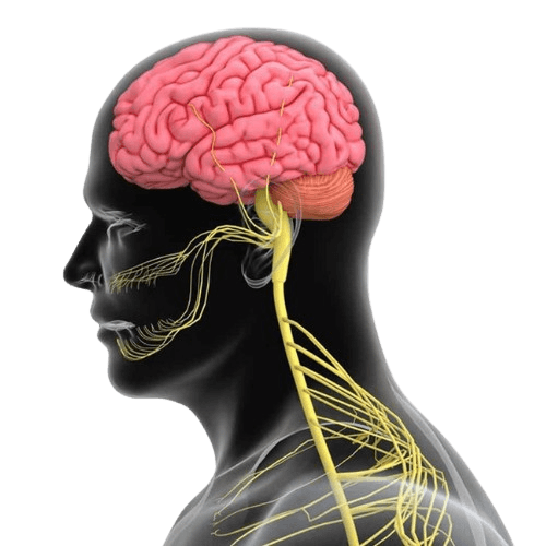 Multiple Sclerosis