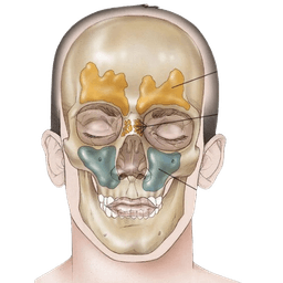 Nasal Cavity & Paranasal Sinus Cancer