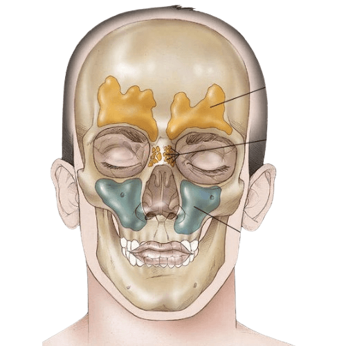 Nasal Cavity & Paranasal Sinus Cancer