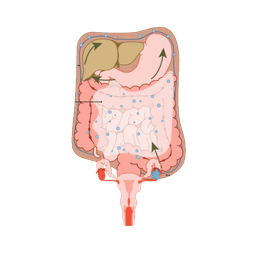 Ovarian Primary Peritoneal Cancer