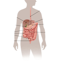 Small Intestine Cancer