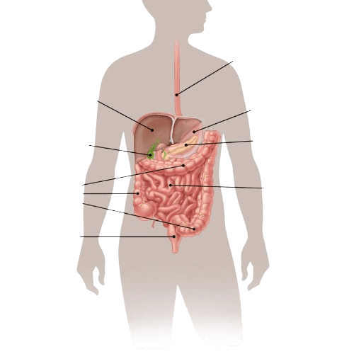 Small Intestine Cancer