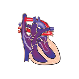 Total Anomalous Pulmonary Venous Connection (TAPVC) Repair & Arterial Switch