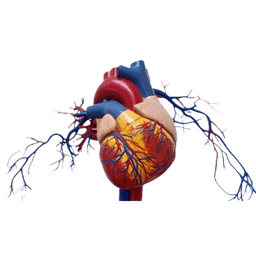 Transposition of Great Arteries Surgery (TGA)