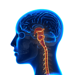 Vagus Nerve Stimulation