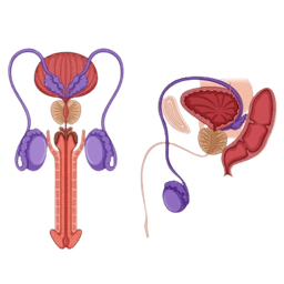 Varicocele (Scrotum Varicose Veins)