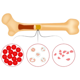 Bone Marrow Transplant