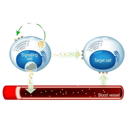 Endocrine Stem Cell Therapy