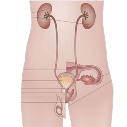 Genitourinary Cancer