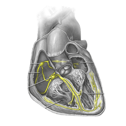 Intracardiac Electrophysiology Study (EPS)