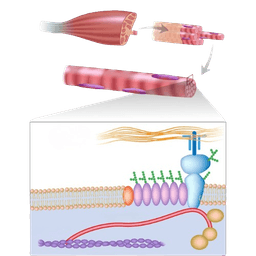 Muscular Dystrophy Stem Cell