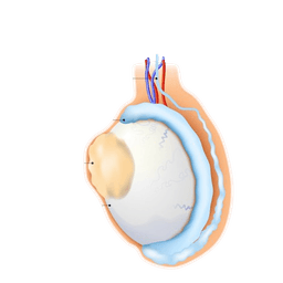 Testicular Cancer