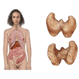 Thyroid Cancer