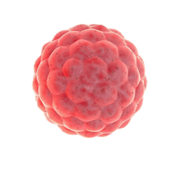 Blastocyst Culture and Transfer