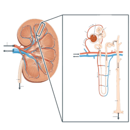 Nephropathy