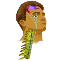 Neurolysis Procedure