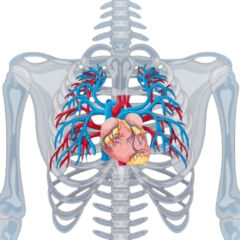 Ko‘krak qismi aorta anevrizmasi