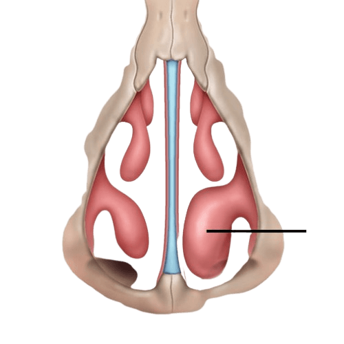 Turbinoplastika